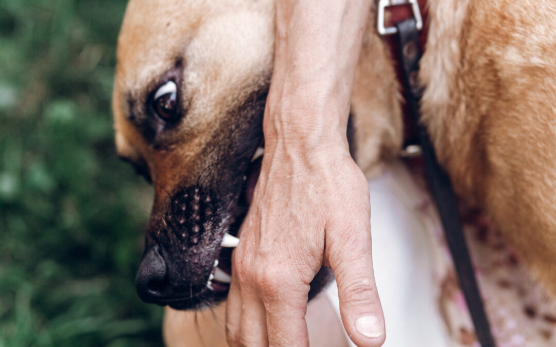 After a Dog Bite in Detroit: What to Do Next