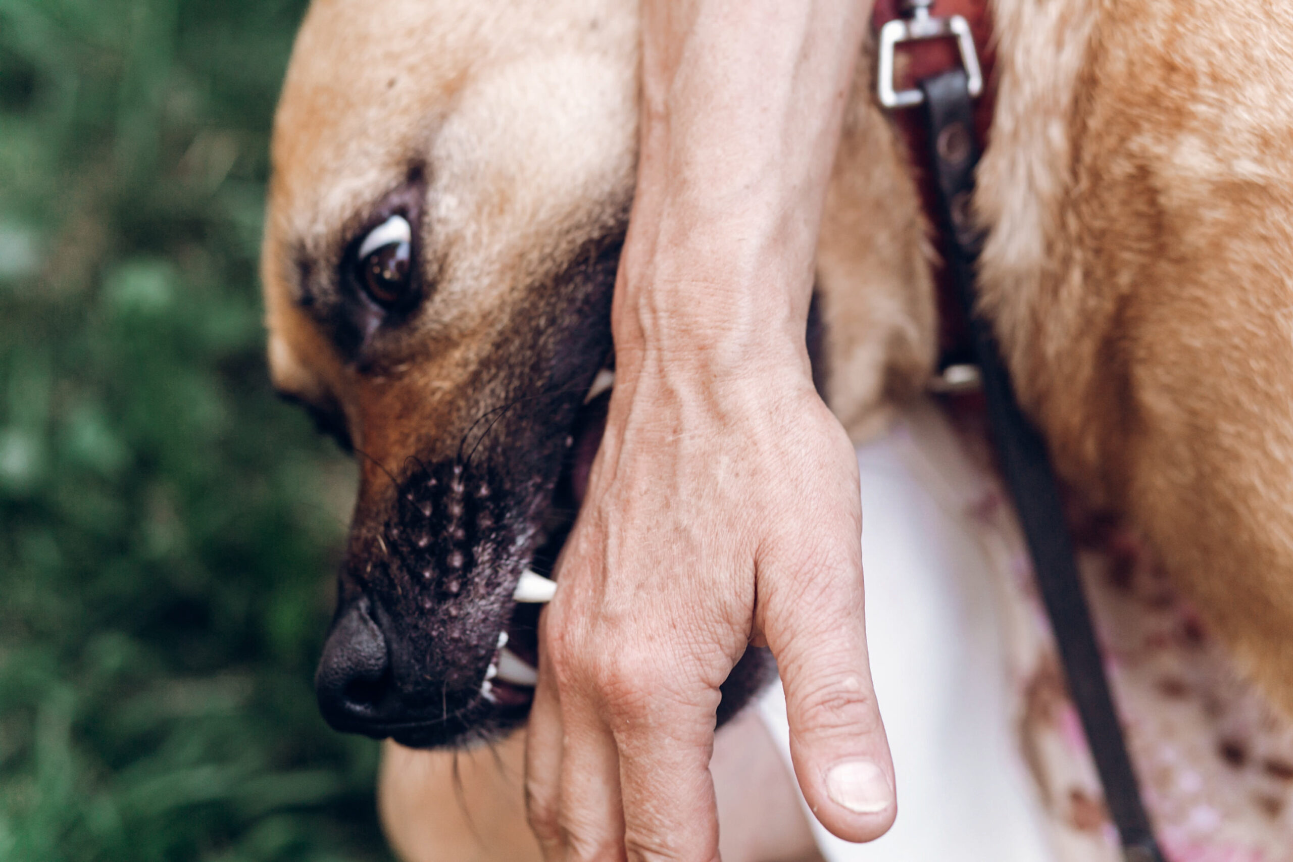 Friendly owner playing with dog, emotional dog pretending to bit
